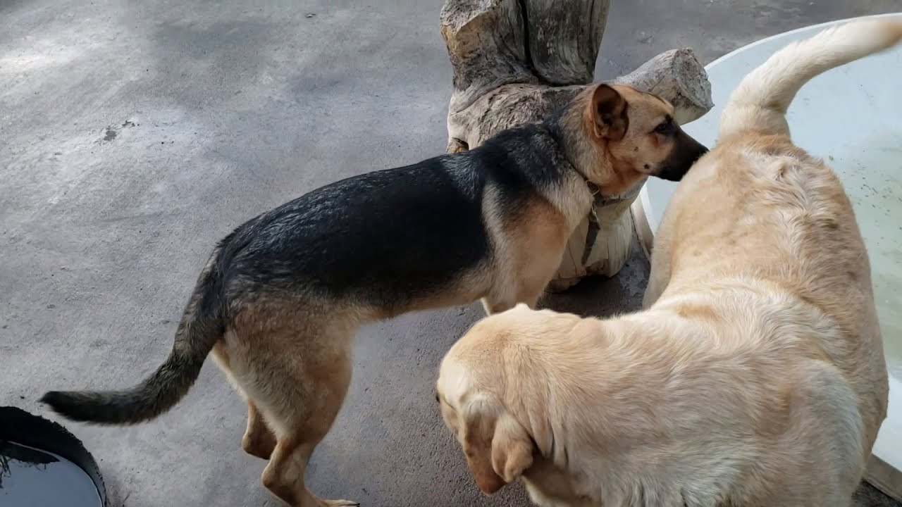 What Does A Sub-Dominant Dog Look Like?