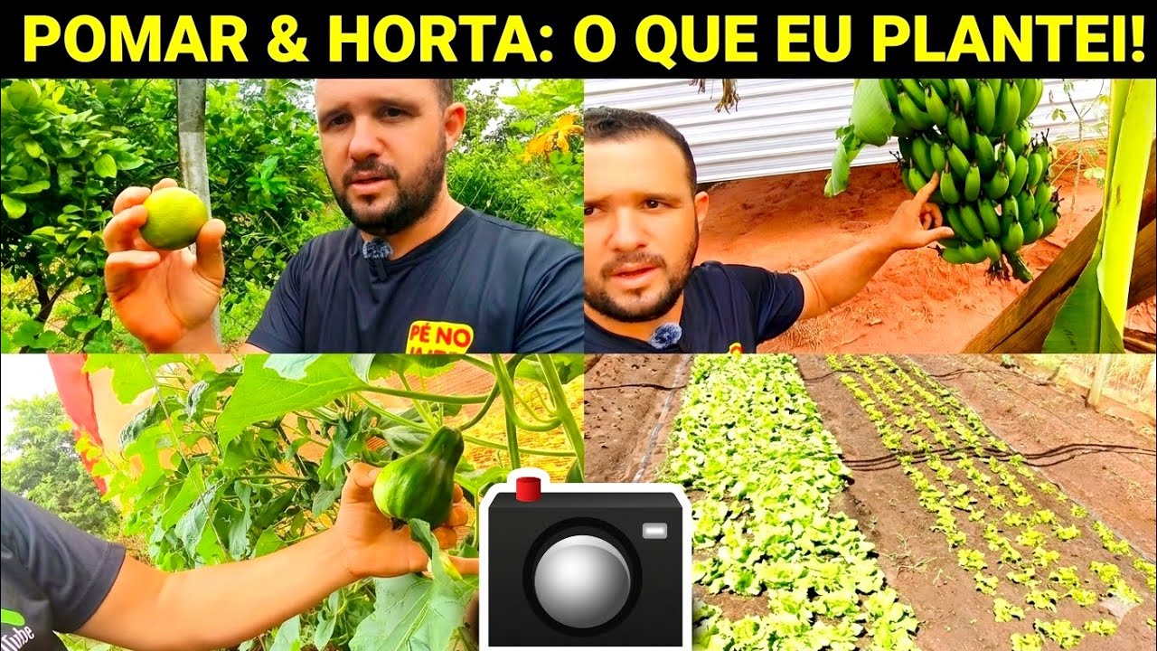 Tudo o que plantei na minha chácara 🌱 Frutas, verduras legumes e passo a passo completo