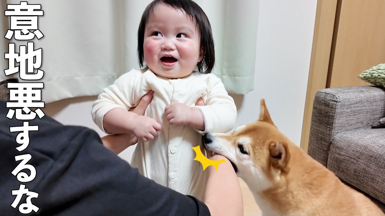 1歳児と遊んでたら勘違いした柴犬が本気で止めに来ましたwww