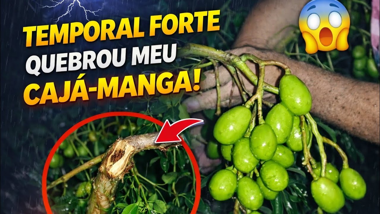 Temporal forte quebrou meu cajá- manga