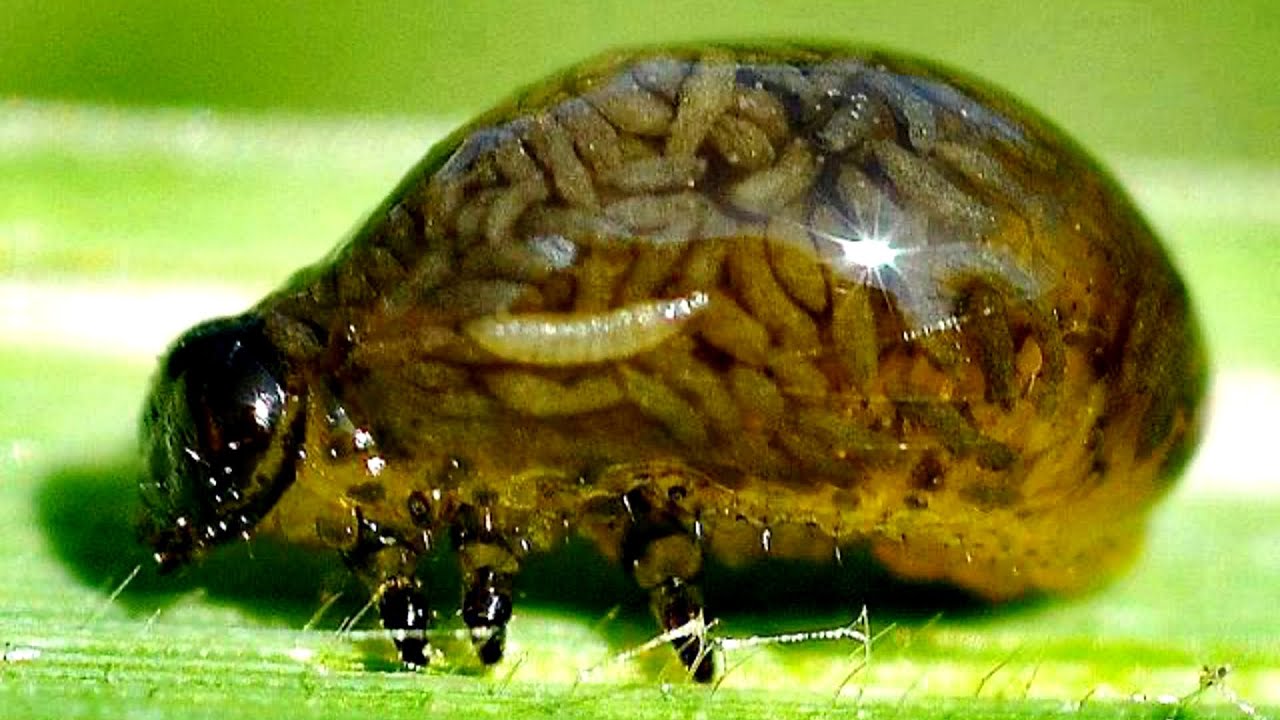 16 animales que te helar&aacute;n la sangre