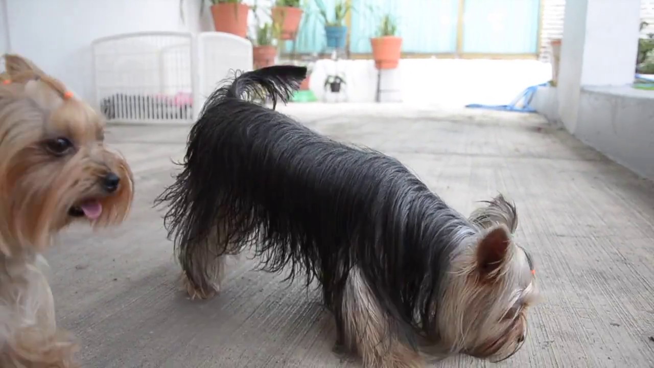 Profesional en la crianza Yorkshire Terrier