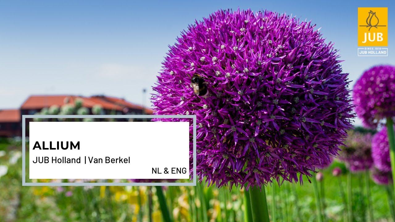 Kwekerij | Alliums bij Van Berkel (NL & ENG)