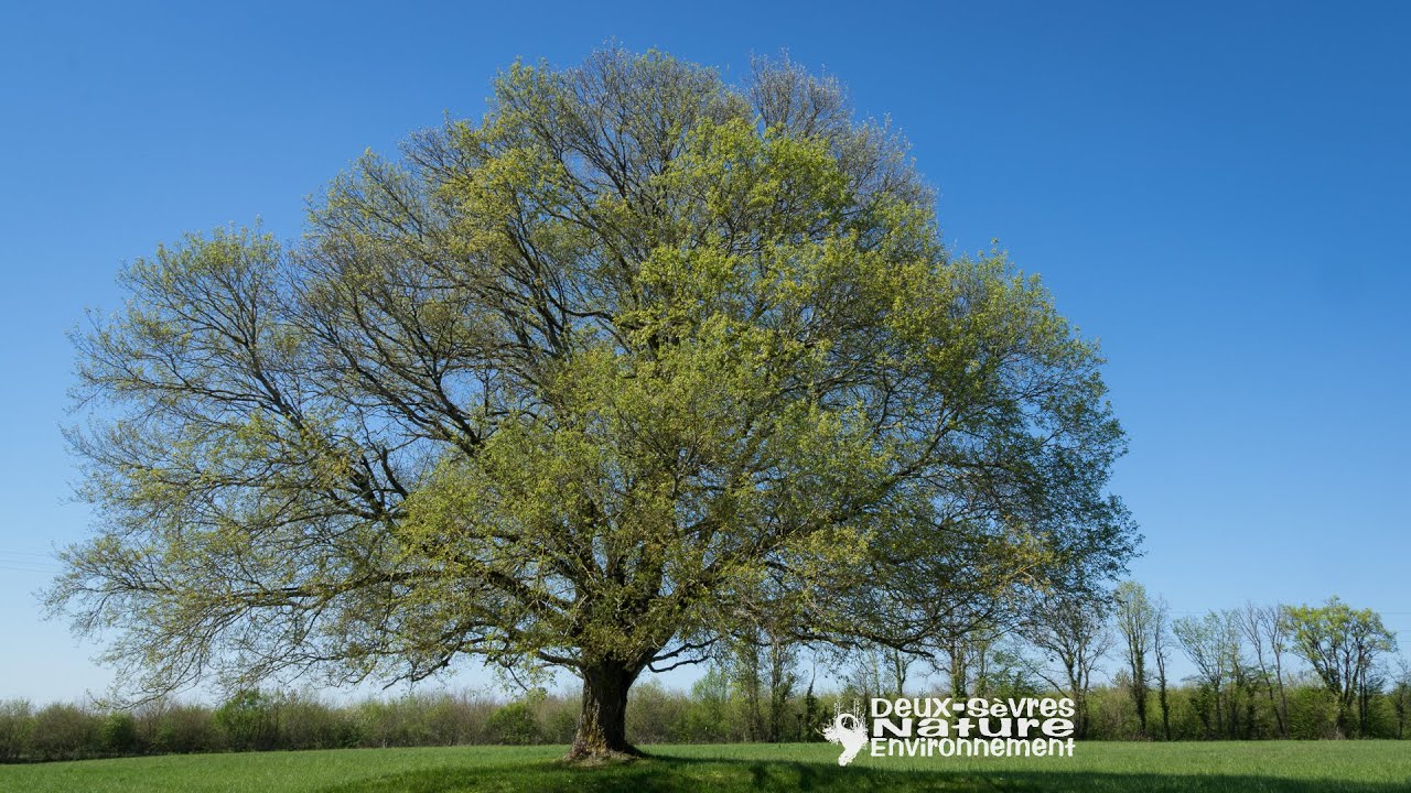 Arbres Remarquables des Deux-Sèvres