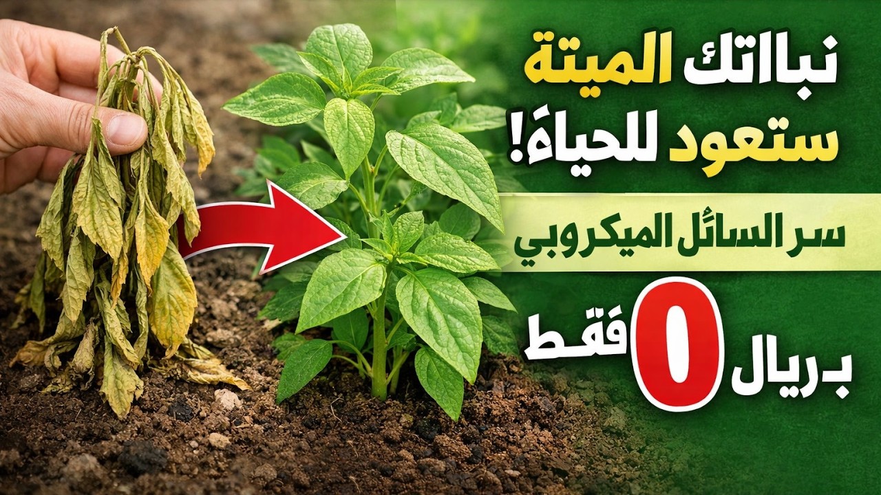 نباتاتك الميتة ستعود للحياة! سر السائل الميكروبي الذي سيكلفك صفر ريال