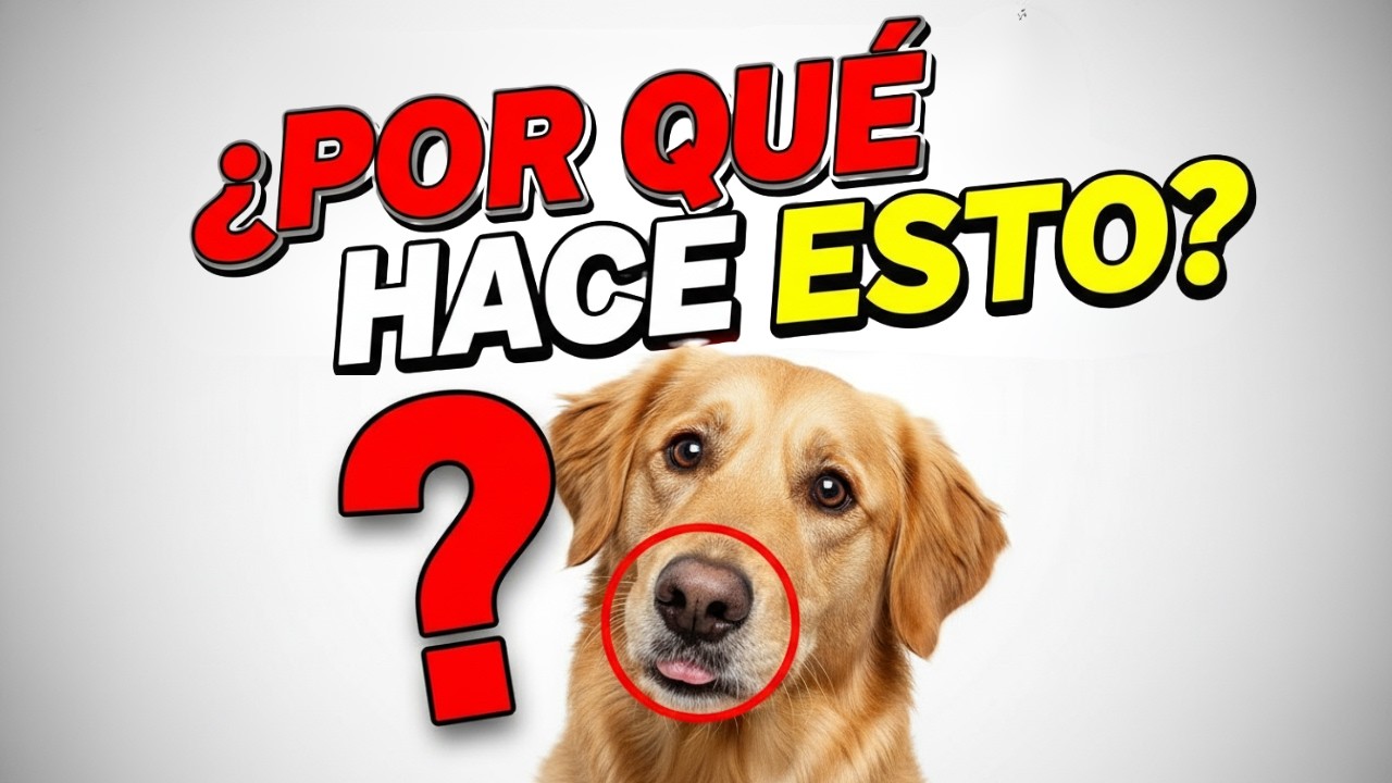 La Verdadera Razón por la que los Perros Hacen Esto (Te Sorprenderá)