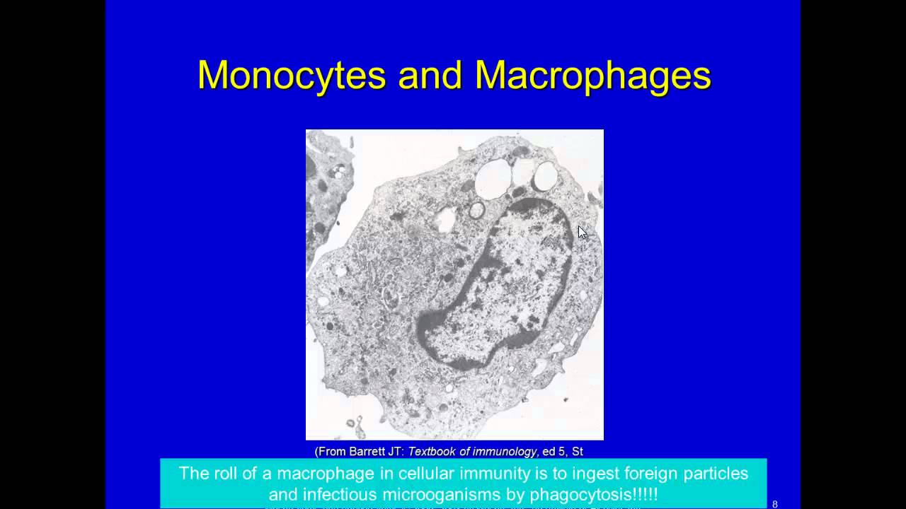 cellular Immunity: Grans and Monos
