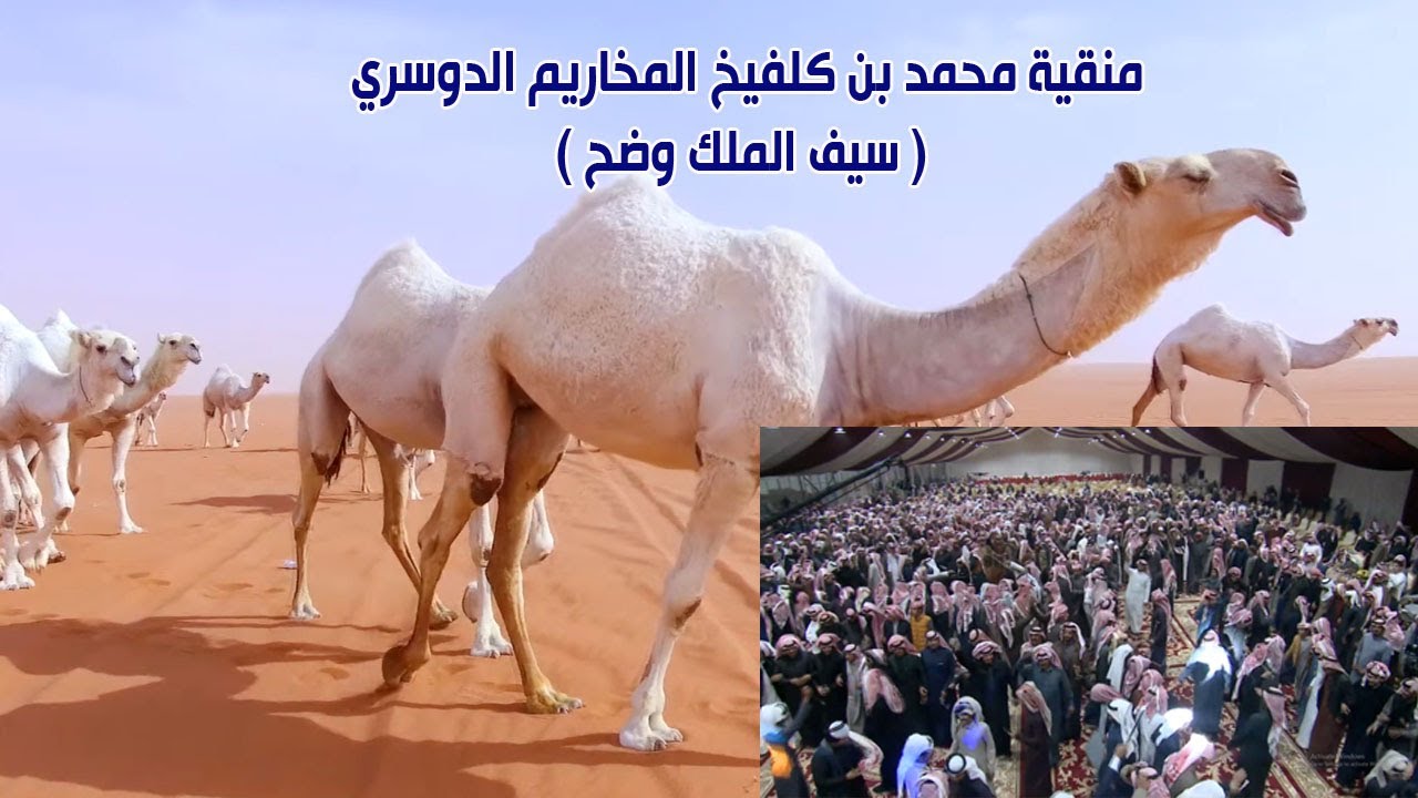 منقية محمد بن كلفيخ المخاريم الدوسري ( سيف الملك وضح ) 2019م