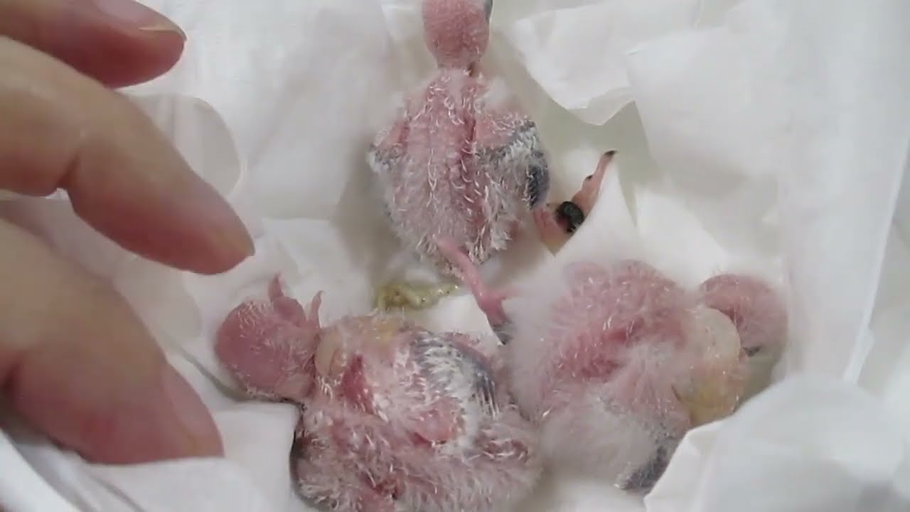 Baby Bourke's Parakeet Foot Color to Identify Splits? Plus Visit All Our Pairs.