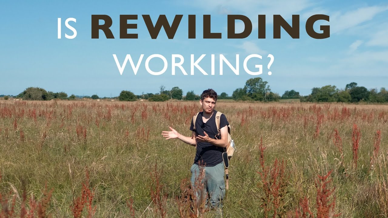 Revisiting Godney Marshes - Rewilding one year later