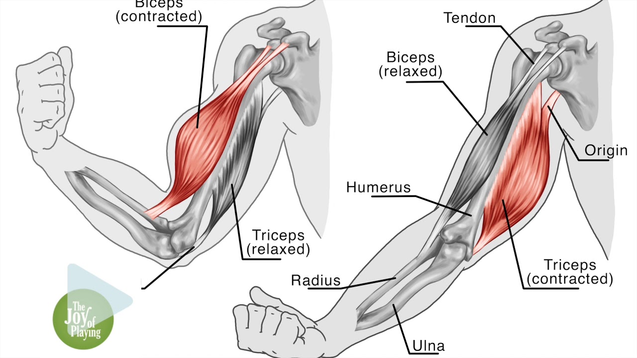 EQUILIBRE MUSCULAIRE - MARC PAPILLON