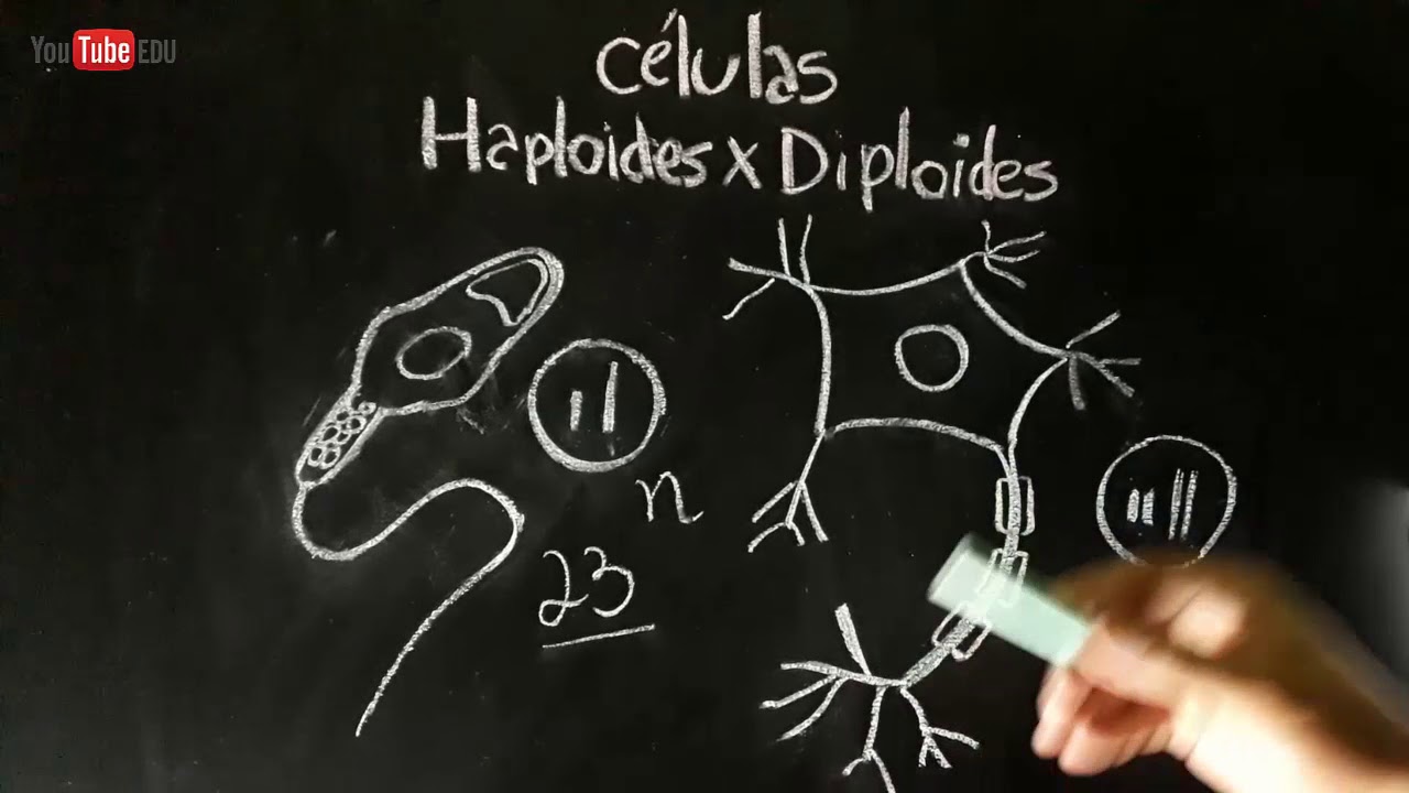 C&eacute;lulas HAPLOIDES e DIPLOIDES - Citologia