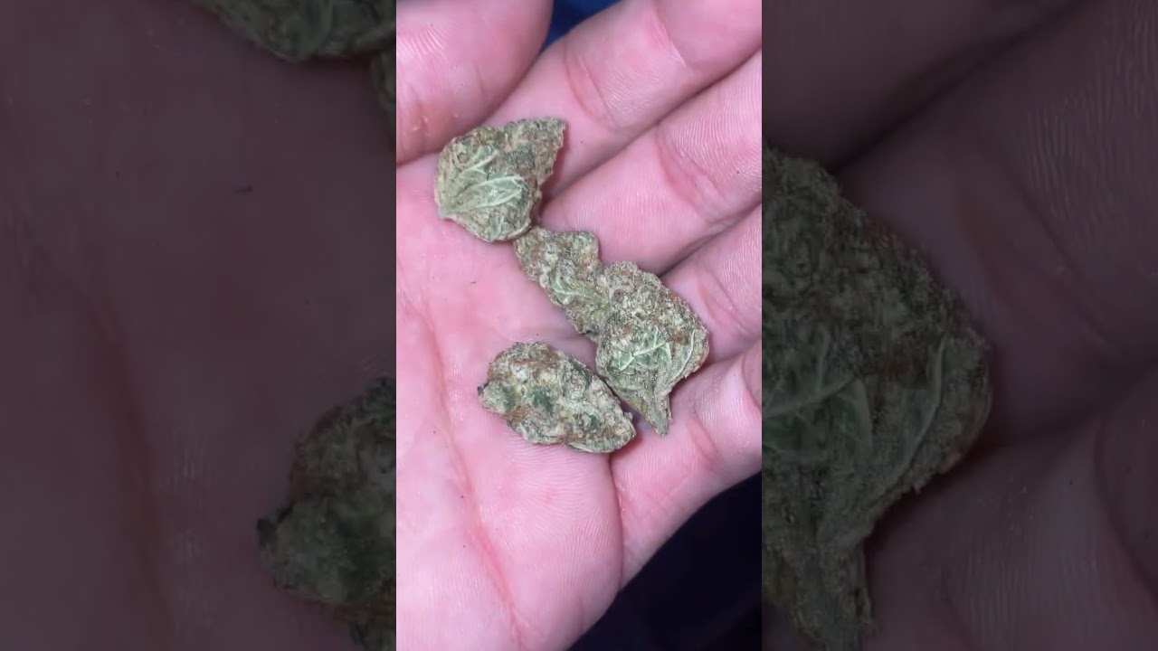 Super silver haze🔥