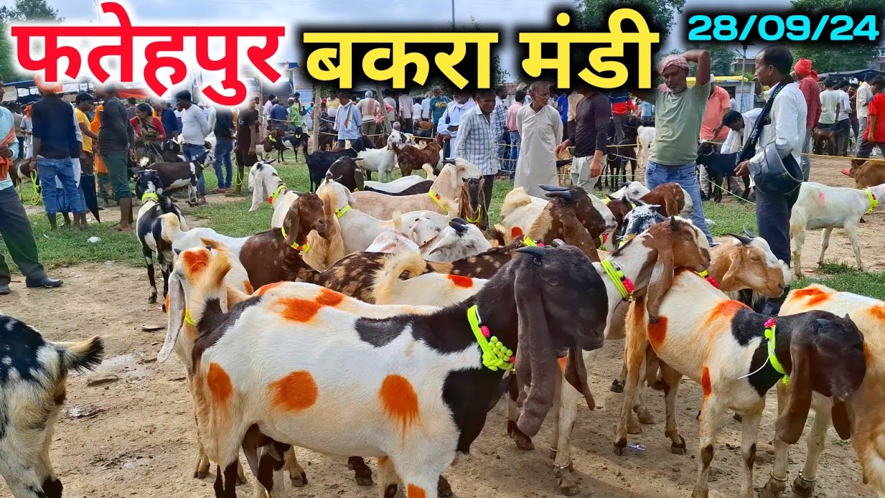 आज फतेहपुर बकरा मंडी में आयी बेहतरीन क्वालिटी की बकरियां |Fatehpur bakra mandi |28/09/24