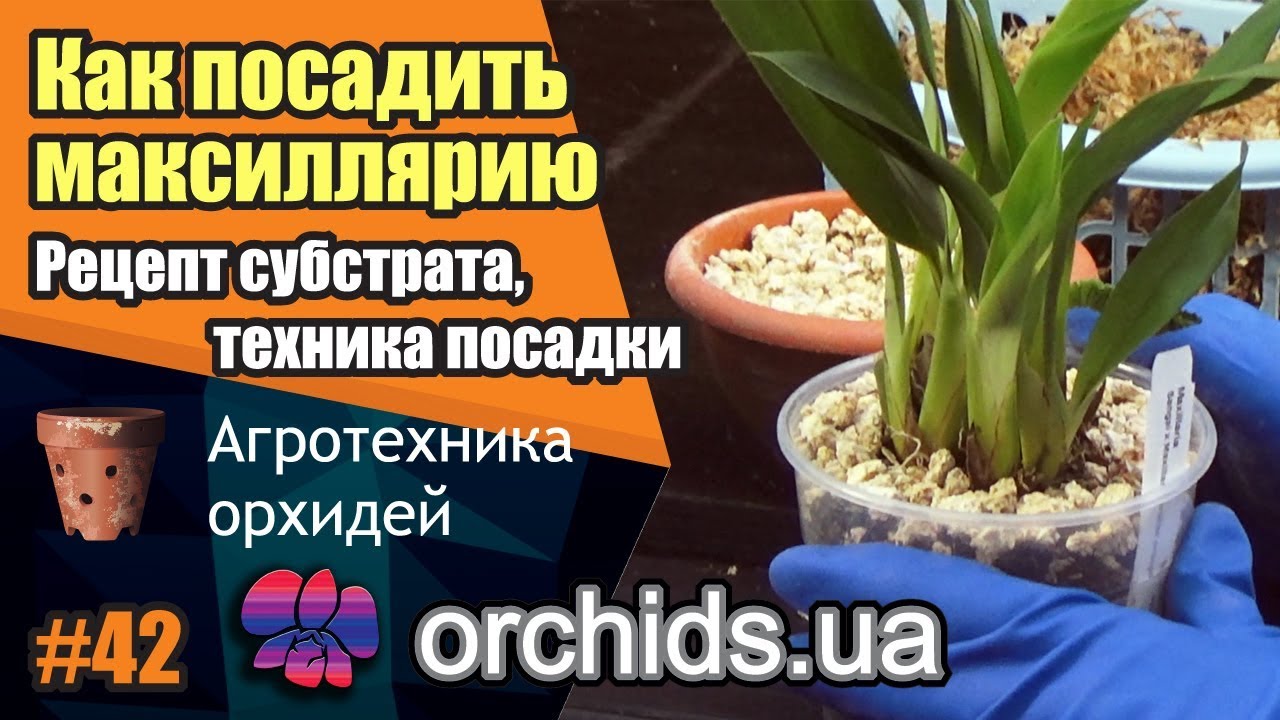 Как посадить максиллярию. Maxillaria. Рецепт субстрата, техника посадки.
