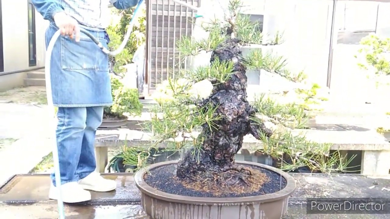 4人がかりで鉢から抜きました！巨大黒松の植替え　Finally four people got out! Repottting a huge black pine bonsai.