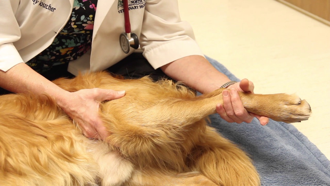 Knee surgery after care basics