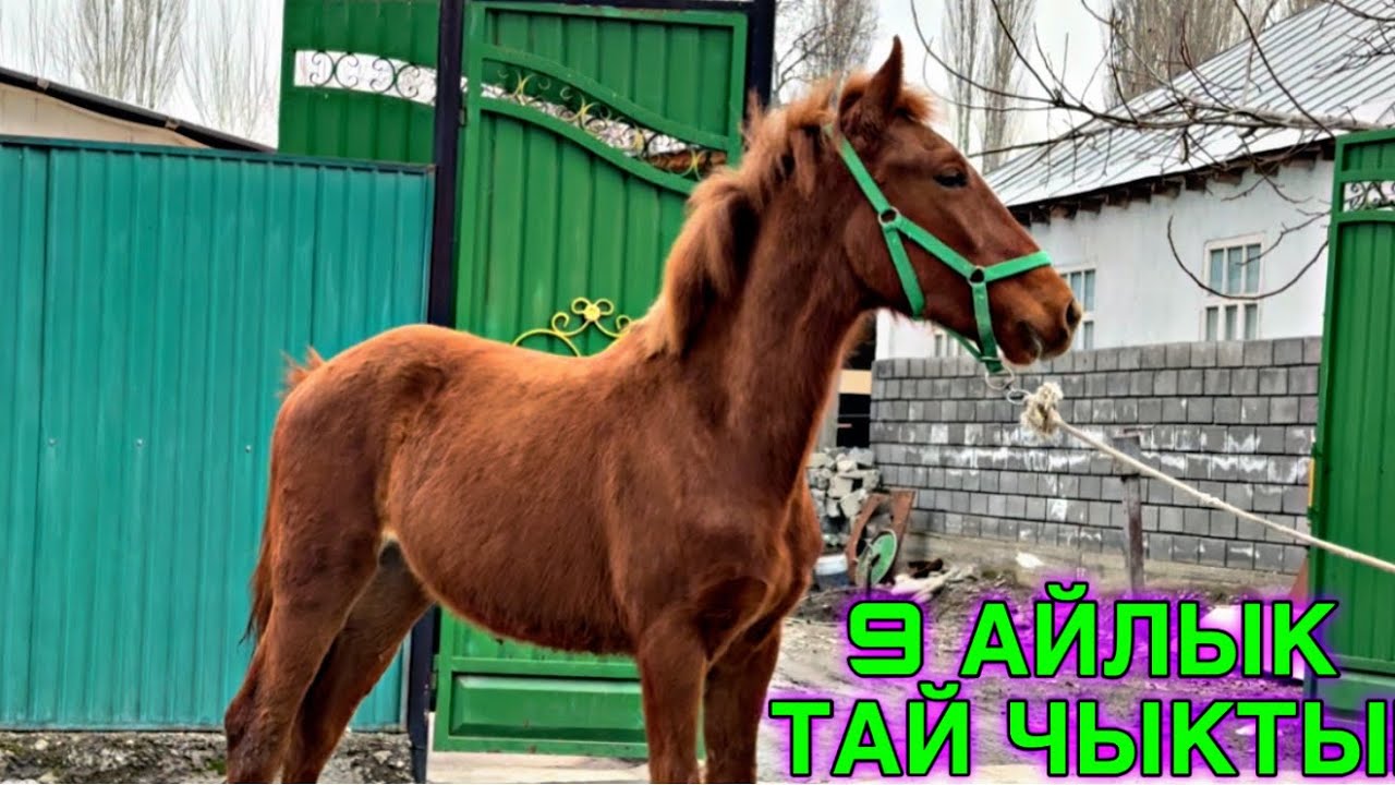 ЗОР 9 АЙЛЫК ТАЙ ЧЫКТЫ 🤯#байтв 