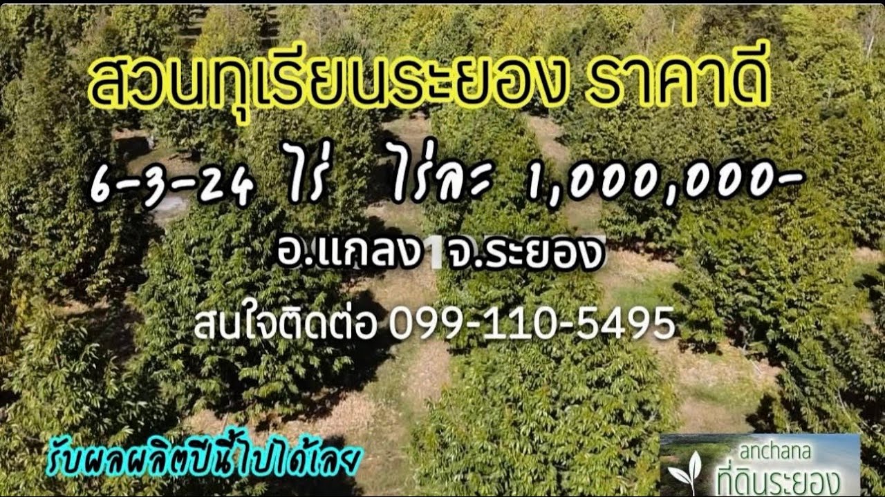 ขายสวนทุเรียน 6 ไร่ 3 งาน 24 ตรว.อายุ 5 ปี ให้ผลผลิตแล้ว อ.แกลง ระยองไร่ละ 1,000,000-