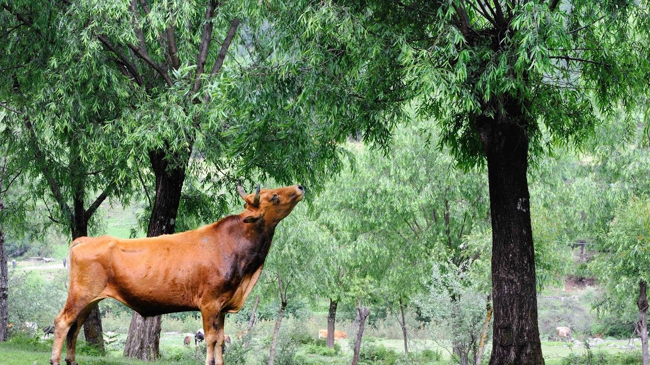 L'arbre et les paysans à travers le monde - Geneviève Michon