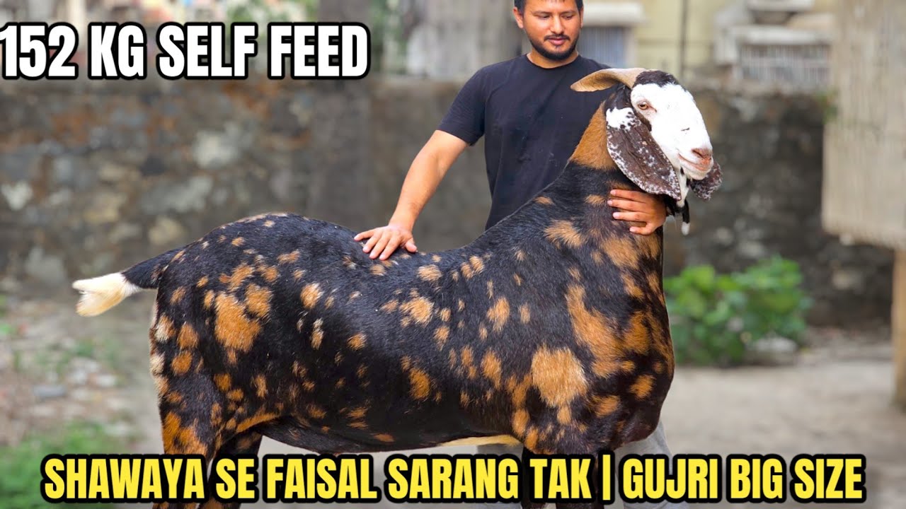 152 KG SELF FEED GOAT COLLECTION FAISAL BHAI SARANG | KURLA , MUMBAI