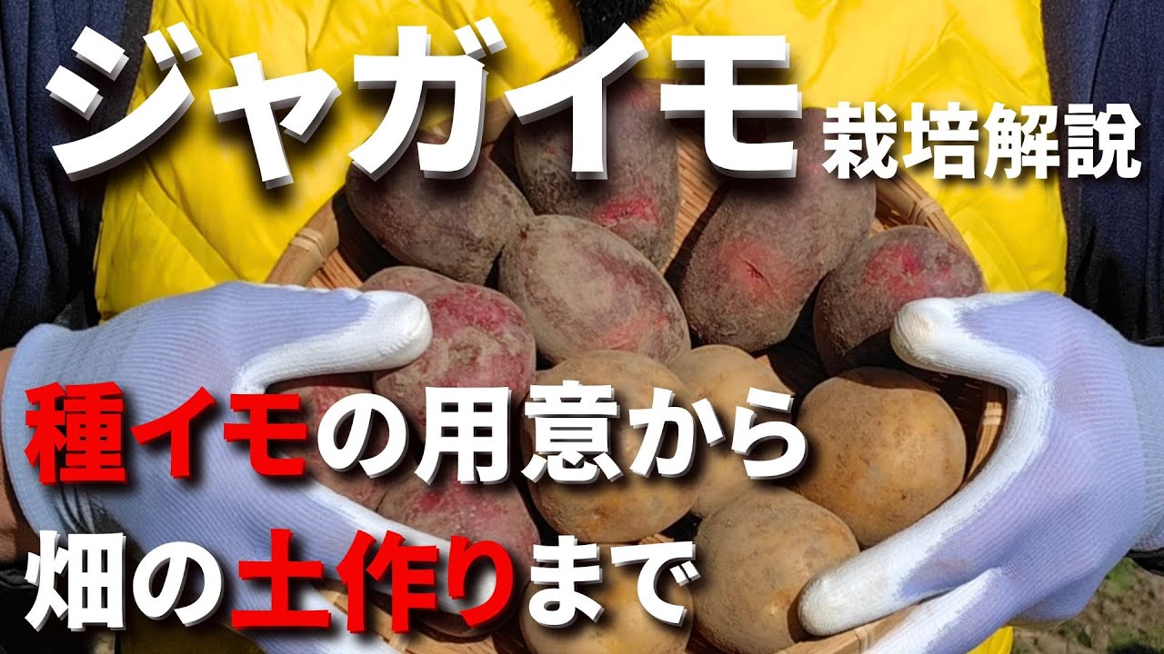 【ジャガイモ】種イモの用意から土つくりまで、植付け前までの作業を１本の動画にまとめました／４項目について詳しく解説します－Vol.195（2024.02.03）