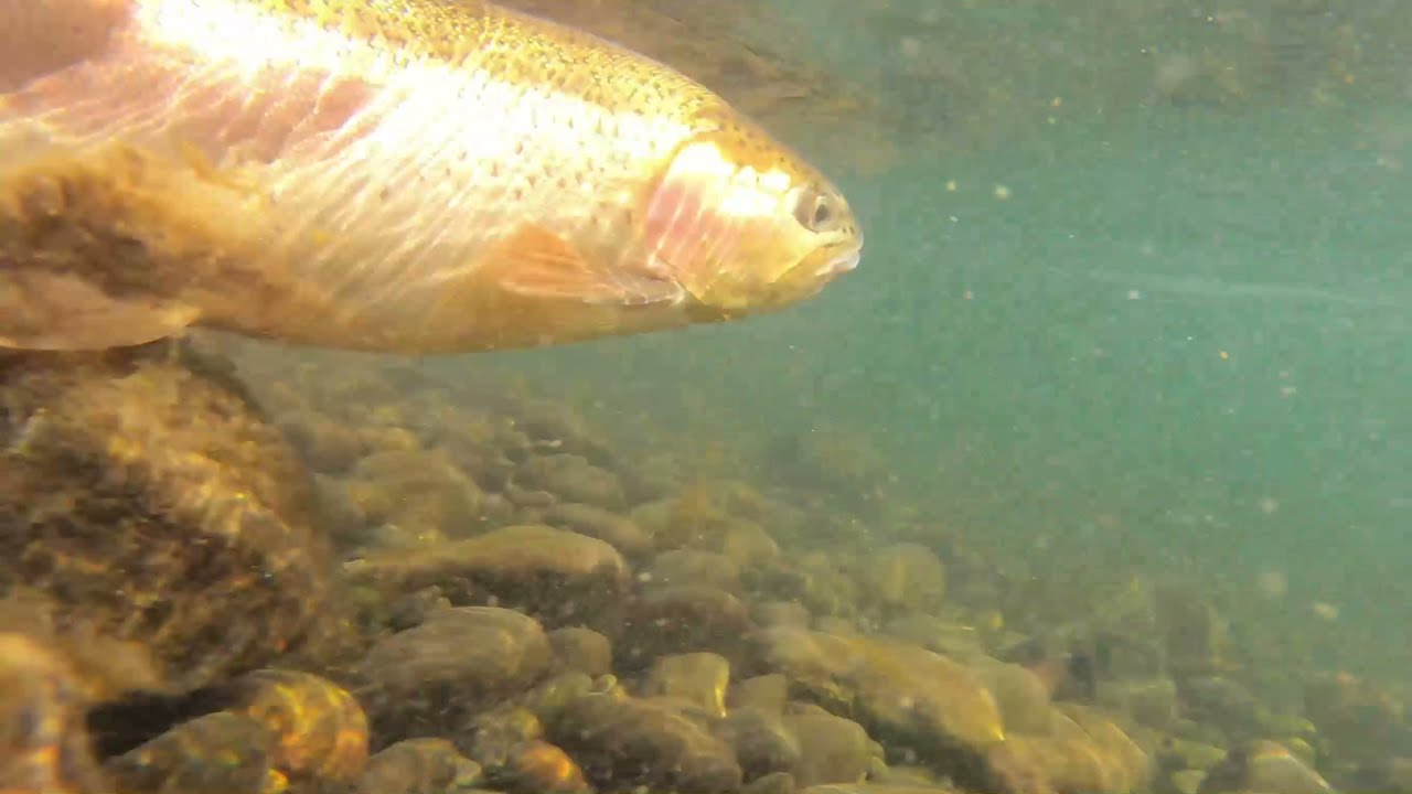 Pesca a Ninfa Chile