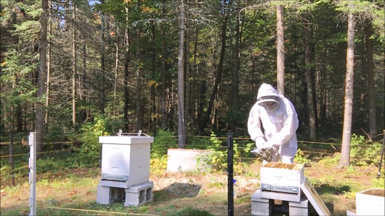 Part 1 Getting the bee hive ready for winter