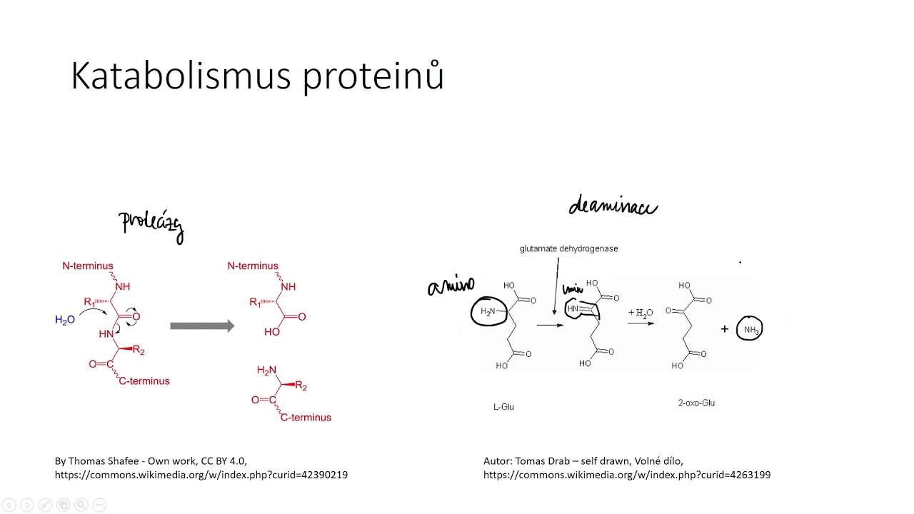 Metabolismus proteinů a aminokyselin 1 - deaminace a ornitinový cyklus