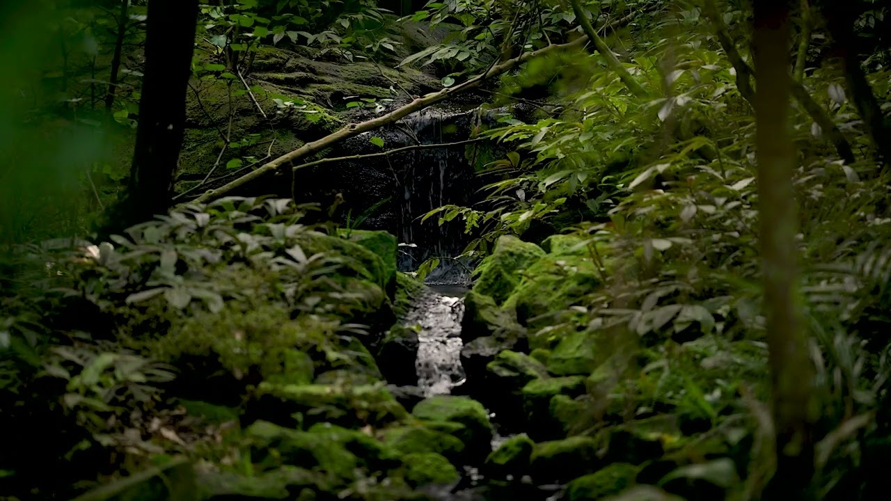 ASMR | Relaxing waterfall in the forest