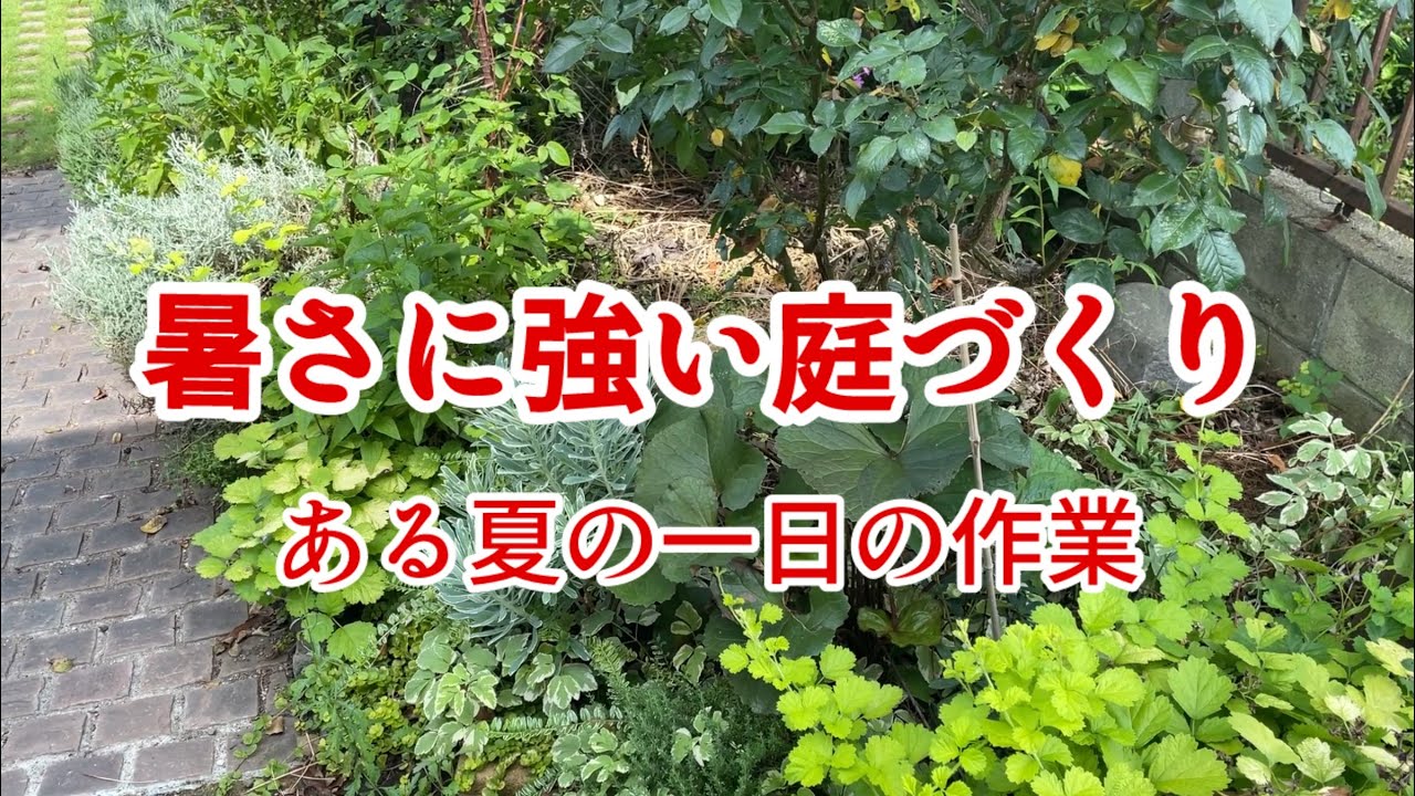 【畑から学ぶ庭づくり‼️】強く育てたいなら野菜も草花も甘やかさない方がいい