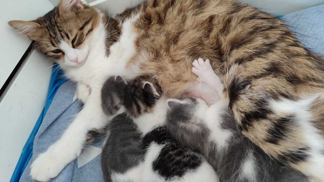 “Gözlerini Yeni Açtılar! Kedi Yavrularının İlk Süt Deneyimi”