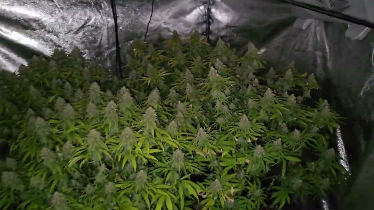 Critical + indoor planting (Pev seeds, Pevgrow) 4k60fps     #5 #420