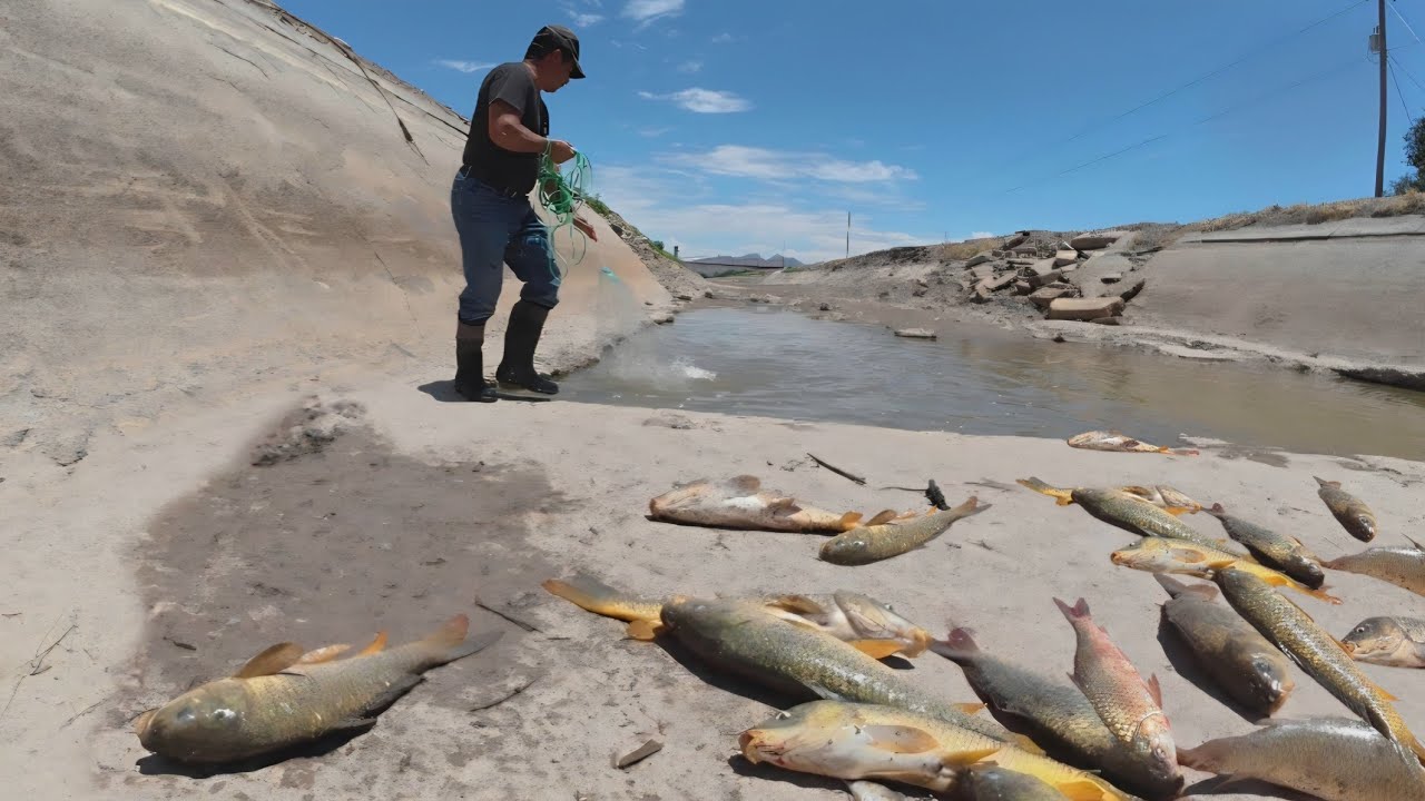 You Won't Believe How Many Fish Were Trapped In This Shallow Puddle!