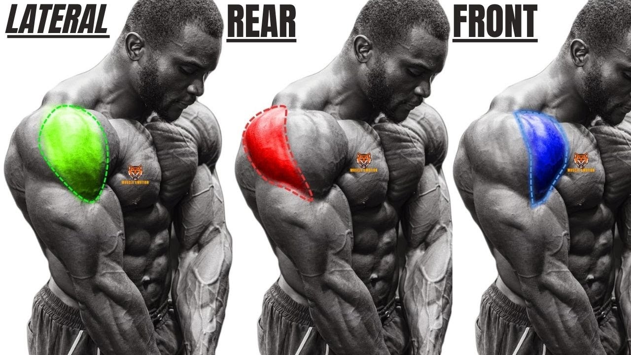 TOP 4 REAR DELTOID / LATERAL DELTOID / FRONT DELTOID WORKOUT WITH DUMBBELLS ONLY