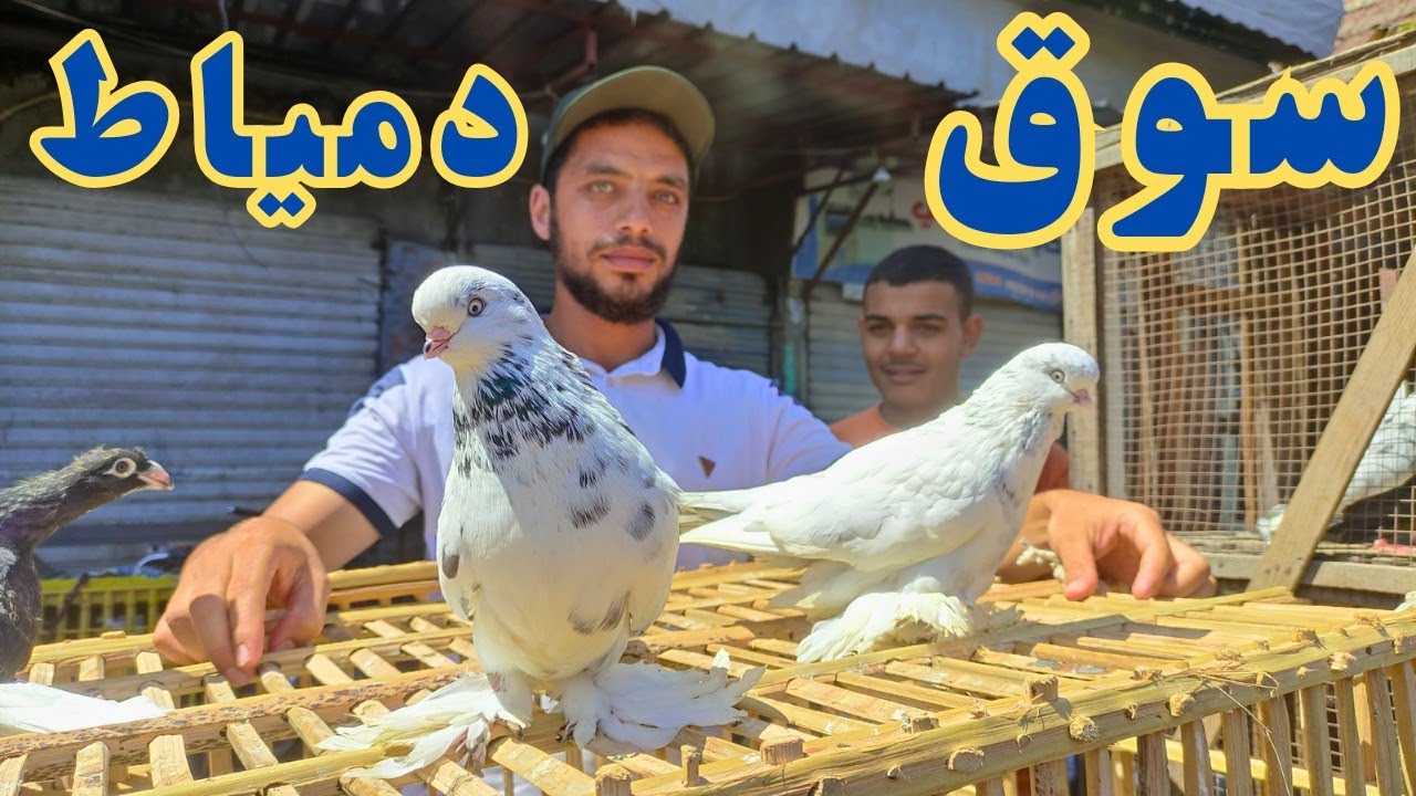 اسعار الحمام في سوق انهارده انهيار حمام الزينه 😲