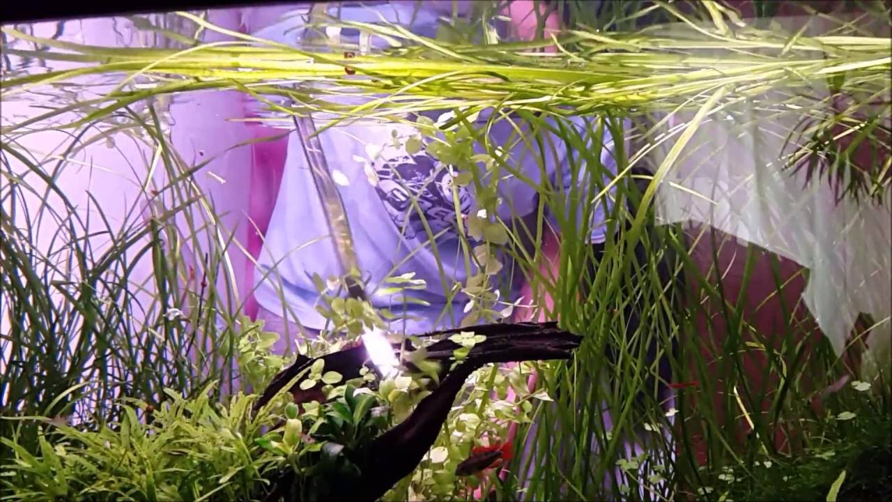 Bacopa australis trimming
