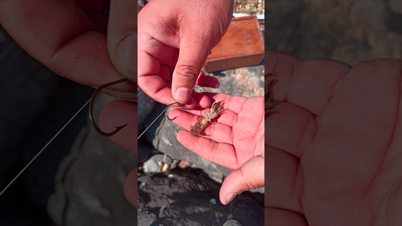 Mamun İğneye Nasıl Takılır / #Çupra #Balıkavı