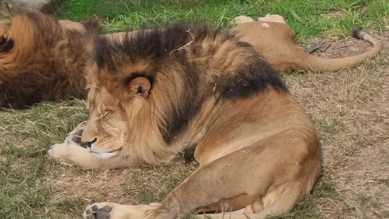 Sydney Zoo