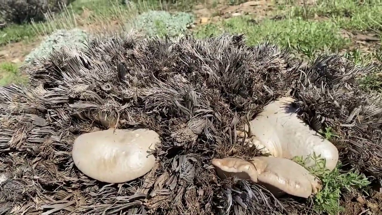 2025 Çaşır Mantarı Vlogu