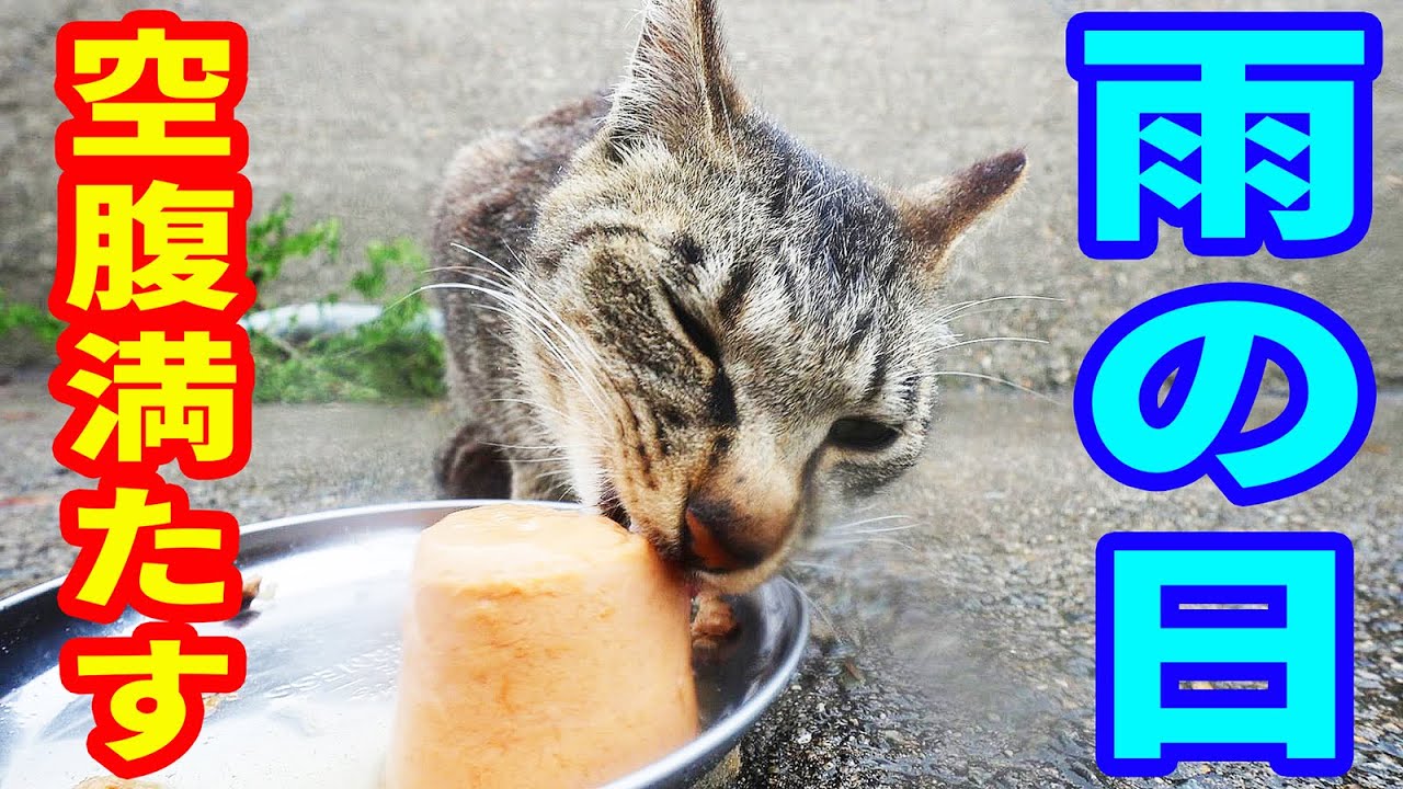 雨の日に鳴いている猫たちにご飯をあげると・・・ さくらねこたちへのエサやり