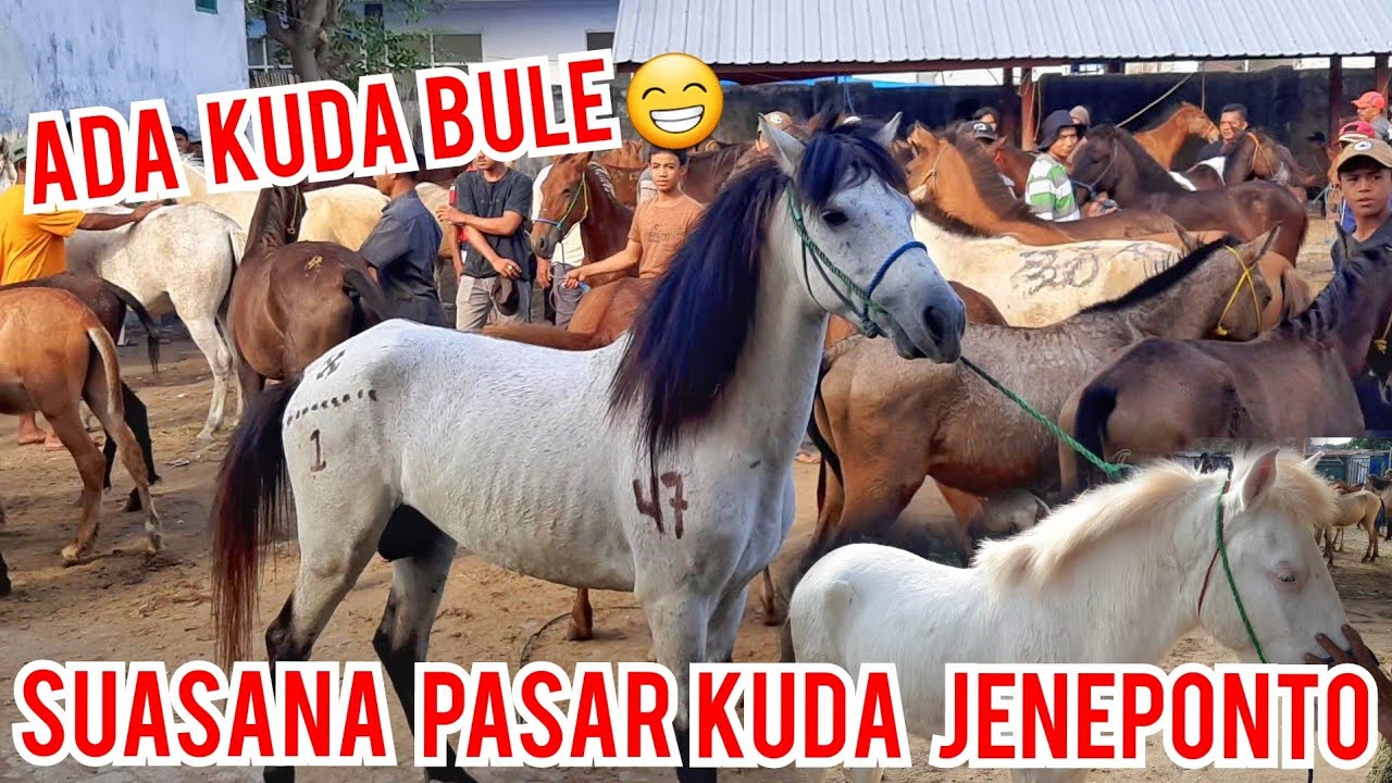 ADA KUDA BULE JUGA DI SINI BEGINI PENAMPAKAN PASAR KUDA TOLO JENEPONTO 27 MEI | PASAR KUDA PART 141