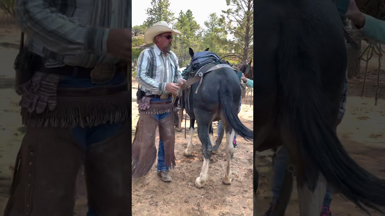 Instructional video about mules & tack by Wrangler Shaney. 9/2/21