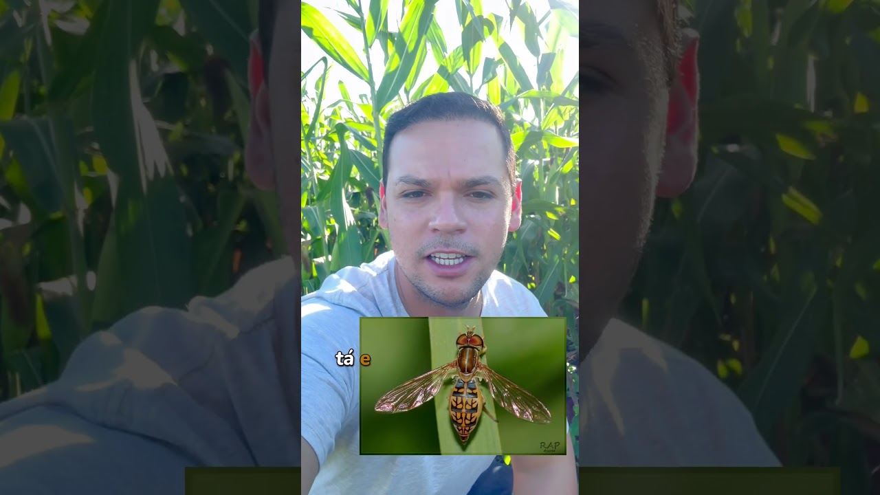 &ldquo;Abelhinha&rdquo; que fica no pend&atilde;o do milho.