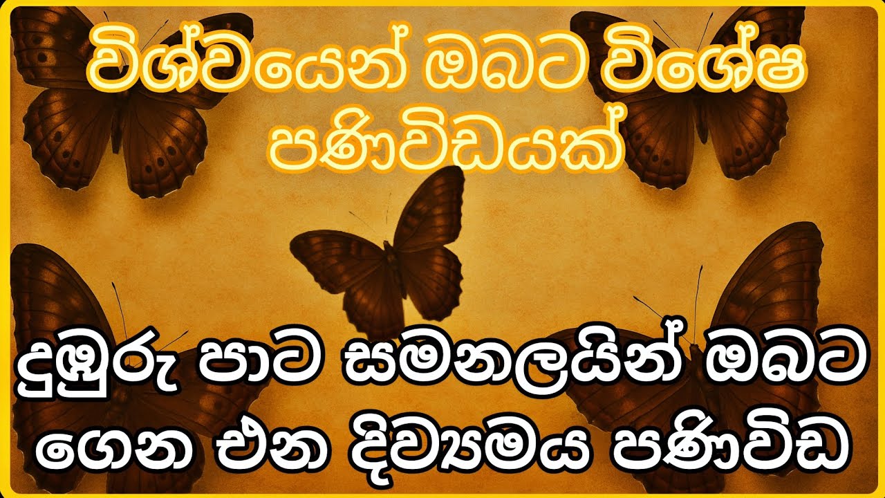 දුඹුරු සමනලයින් ගෙන එන පණිවිඩ🦋 Brown  Butterfly Sinhala messages #sinhala #astrology #angelnumbers