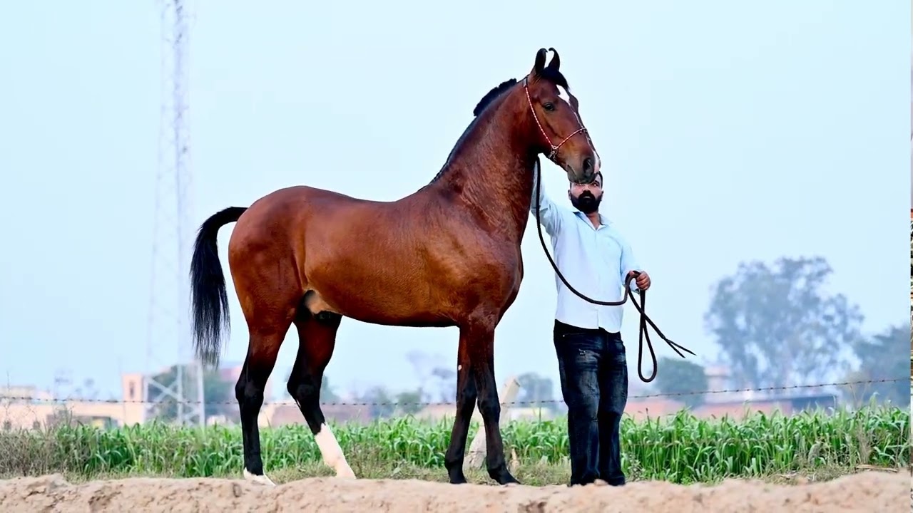 Lal rattan kaa shaandar stallion Roop rattan cont:; ‪+91 90566 35000‬