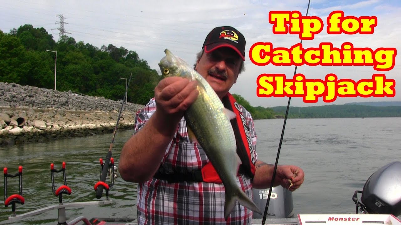 A trick I use to catch skipjack when they are slow to bite
