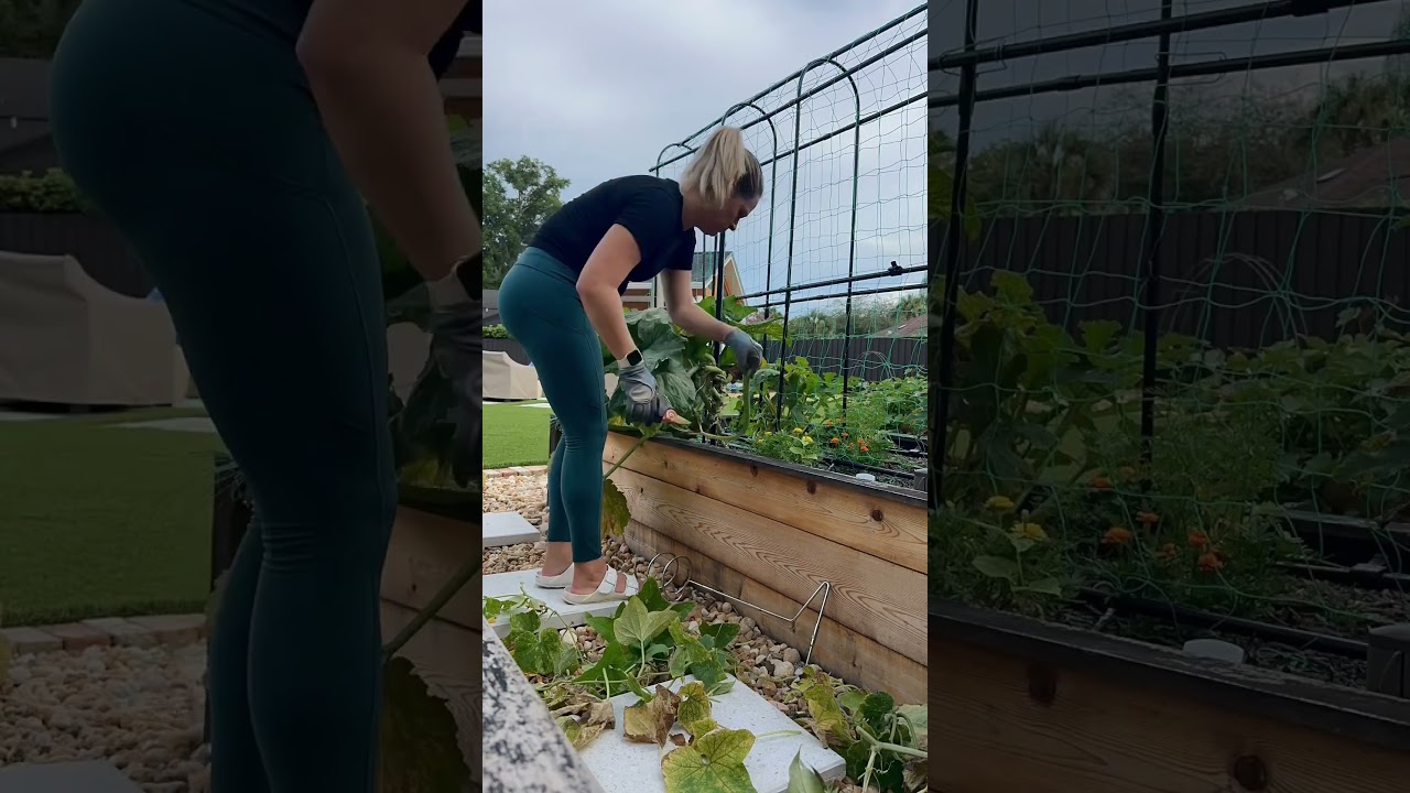 There&rsquo;s something so peaceful about cleaning out the garden.  #garden #gardenlife #vegetablegarden