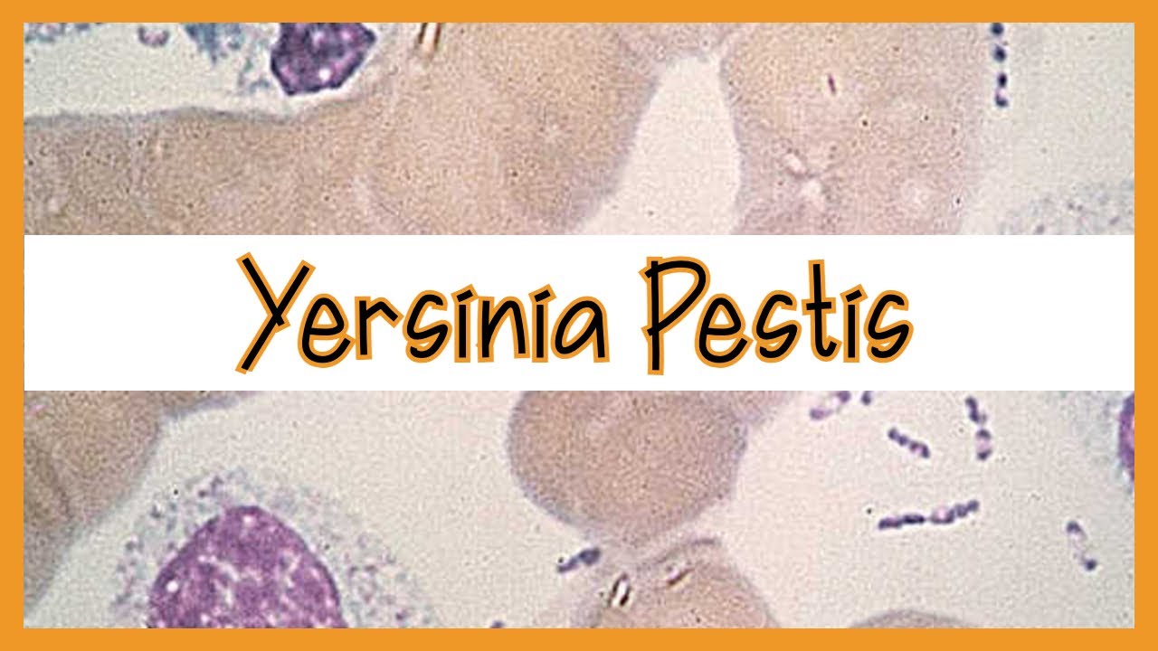 Yersinia Pestis