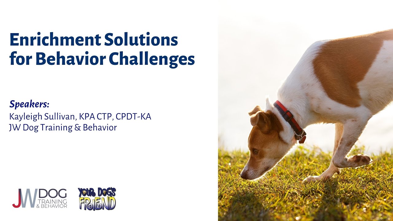 Simple Enrichment Solutions for Problem Behaviors